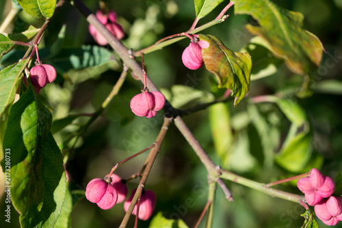common spindle
Euonymus europaeus fruits closeup selective focus