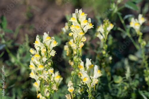 common toadflax,
Linaria vulgaris yellow flowers closeup selective focus