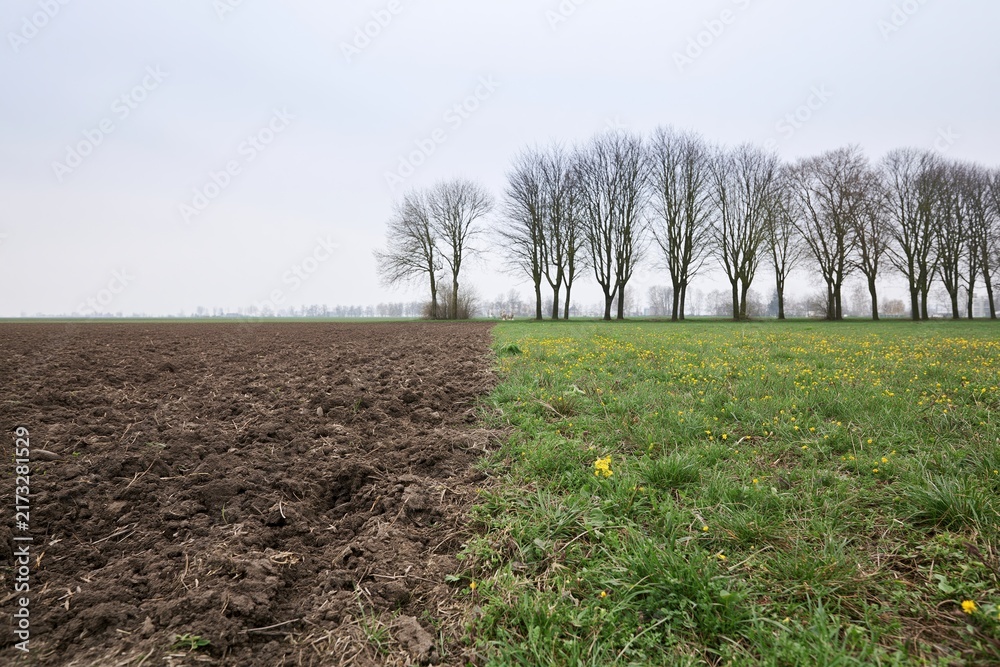 Naklejka premium The Plowed Field and Green Meadow with a Row of Bare Trees