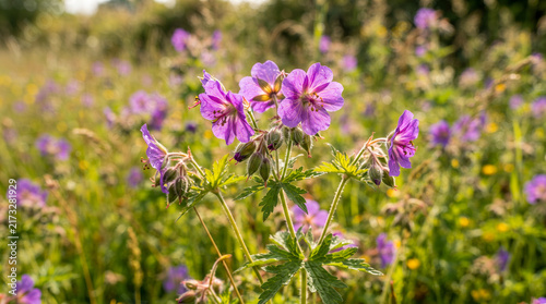 Violetas silvestres moradas cubiertas de gotas de rocío matutino floreciendo en un prado verde y soleado.