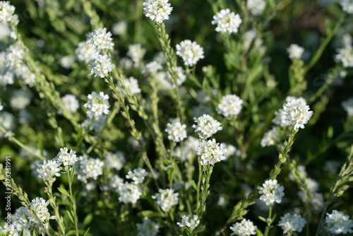 hoary alyssum,
Berteroa incana white flowers closeup selective focus