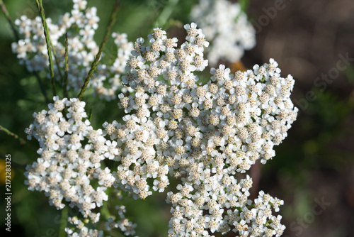  common yarrow, Achillea millefolium white flowers closeup selective focus