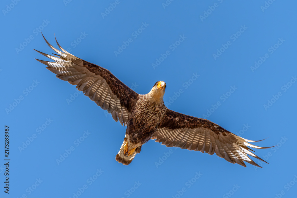 Fototapeta premium Crested Caracara (Caracara plancus) in flight Against Blue Sky. Patagonia Chili.