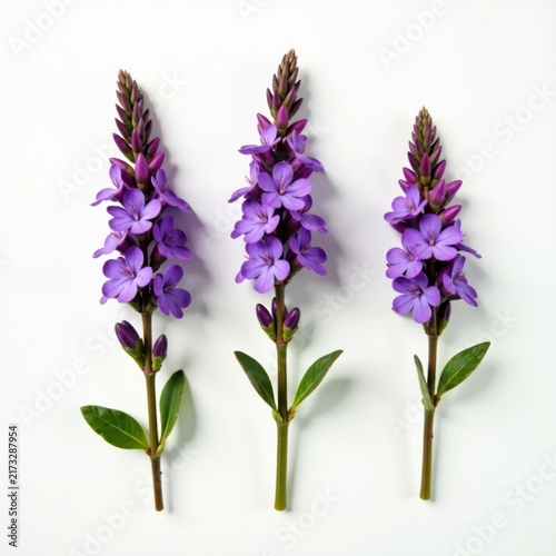 Three sprigs of vibrant purple thyme blossoms, isolated on white background , botanical, closeup
