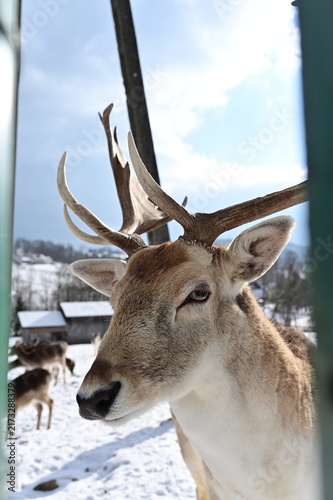 Konstfotografi Close Up Profile of Male Fallow Deer with Large Antlers in Winter