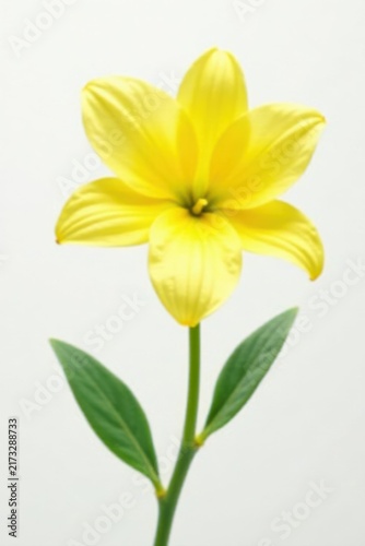 Vibrant yellow bloom, pristine white backdrop, blossom, bloom, bloom
