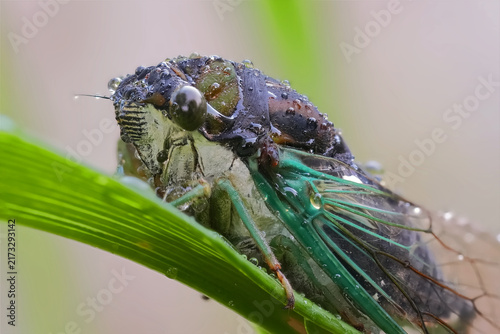 Detailed Photo of a Swamp Cicada