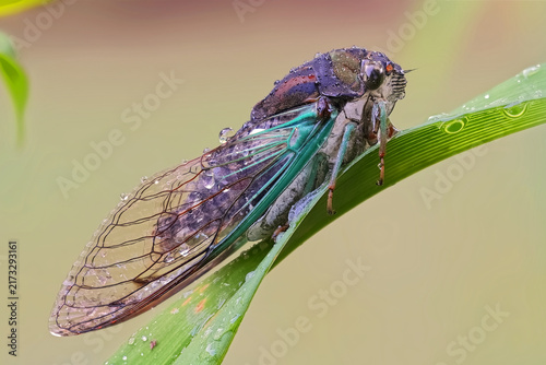 Close-up of a Swamp Cicada Resting on a Leaf