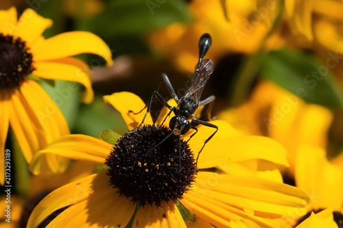 Thread-Waisted Wasp on a Yellow Flower
