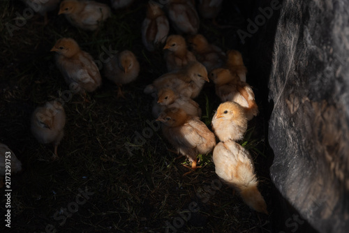 Foto Baby chicks huddling under sunlight in a farm yard