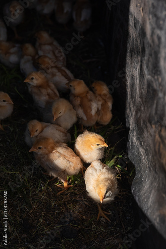 Фотография Baby chicks huddling under sunlight in a farm yard