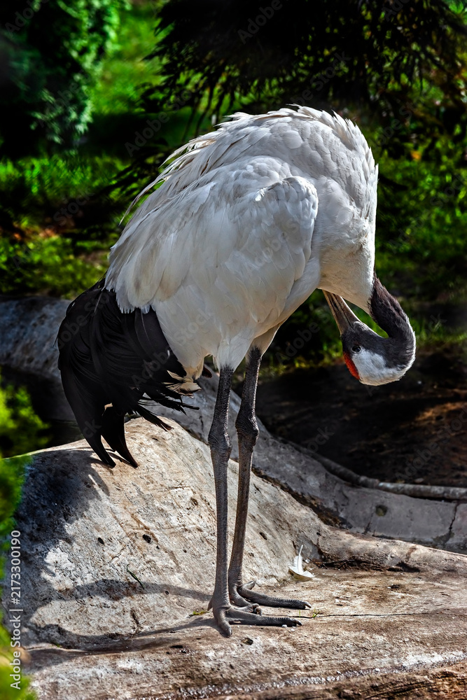 Naklejka premium Red-crowned crane cleaning feathers. Latin name - Grus nigricollis