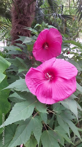 Hibiscus des marais, plante vivace de la famille des Malvacées
