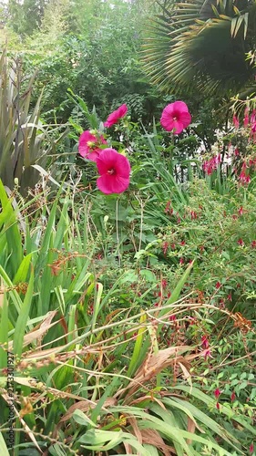 Hibiscus des marais, plante vivace de la famille des Malvacées
