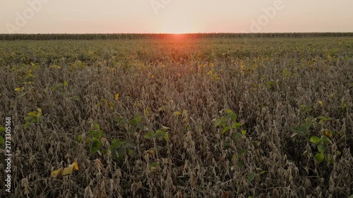 Agricultural Field with Ripening Soybeans at Sunset