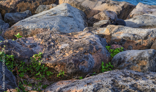 Grey and Tan Rocks on the Ocean with Green Foliage.