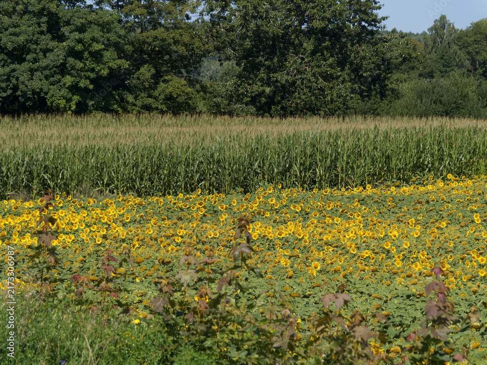 Obraz premium Bright sunflowers and tall corn grow together in a field during a sunny day