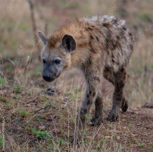 Canvas Print A hyena on the African savannah, alert and watchful in its natural habitat