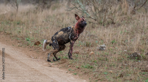 African wild dog moves through a dry savannah landscape