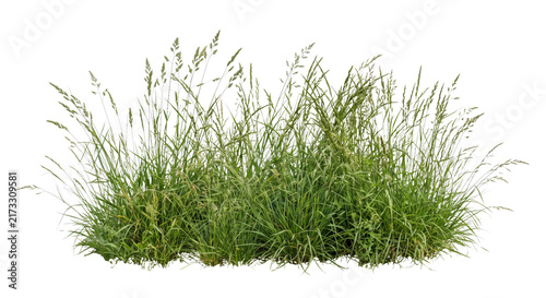 Foto Lush green meadow grass with seed heads swaying gently in the breeze