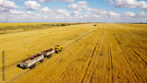 Yellow Heavy Tractor with Trailers Working in Golden Wheat Field