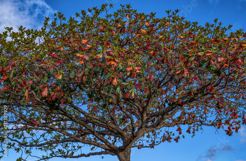 Tree with Red and Green Leaves.