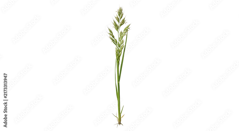 Obraz premium Single stalk of orchard grass with roots and seed head on white background