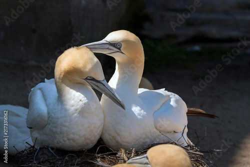 Fotografie Two sunlit gannets together