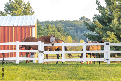 Horses with fly masks and boots behind a white fence.