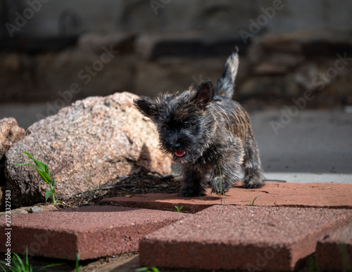 Cuadro en lienzo Carin terrier puppy outside for a natural portrait