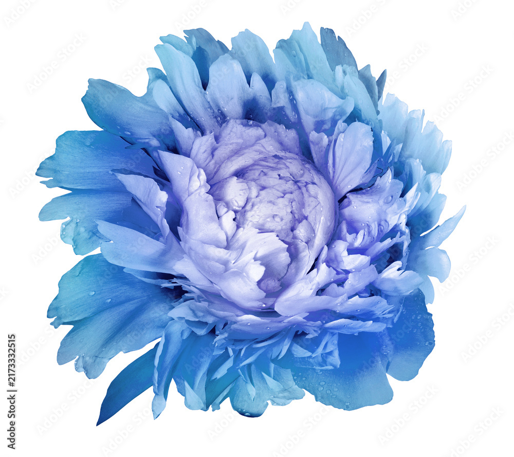 Obraz premium Peony flower on isolated background with clipping path no shadows. Closeup. Nature.