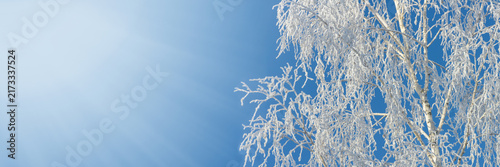 Frosty birch branches against blue sky with copy space