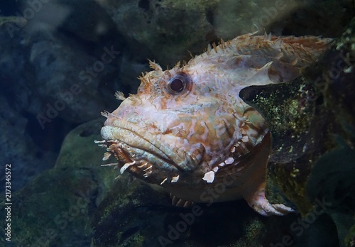 Photography Side profile close up of a Scorpaena scrofa, or red scorpionfish, hiding behind
