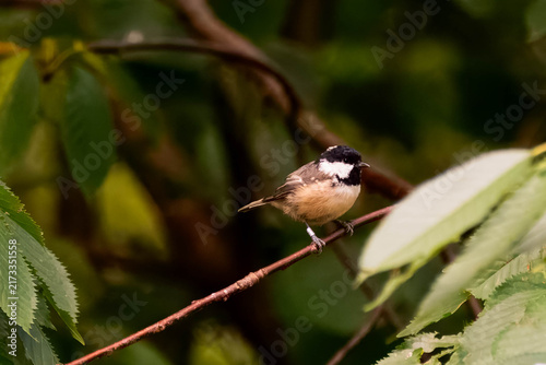 Canvas Print coal tit bird on a branch