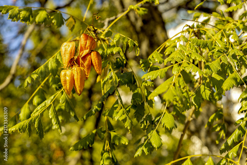 Fotografía Golden rain tree seed pods among green foliage