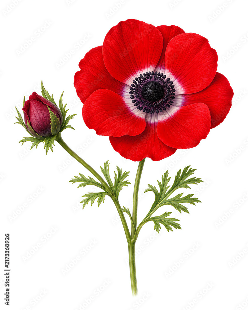 Fototapeta premium Red anemone flower with closed bud and green leaves on white background is professional botanical illustration for wedding invitations greeting