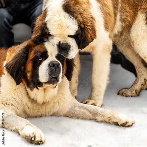 Fotografie Two Saint Bernard Dogs Sharing an Affectionate Moment