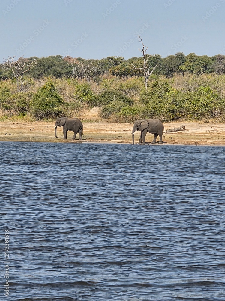 Obraz premium elephants in water