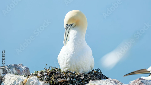 Foto Northern Gannet brooding on seaweed nest, Bass Rock