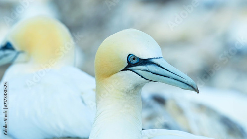 Konstfotografi Northern Gannet close-up portrait, blue eye and bill detail