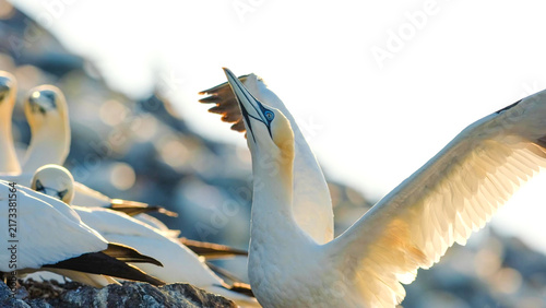 Foto Northern Gannet wings spread, skyward bill raised in colony