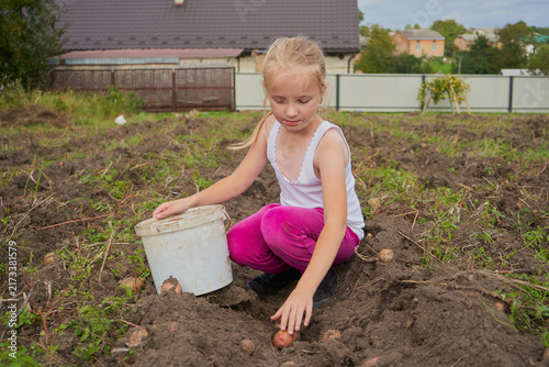 Little girl harvesting potatoes in plastic bucket in the garden, Child helps to harvest fresh potato crop in village