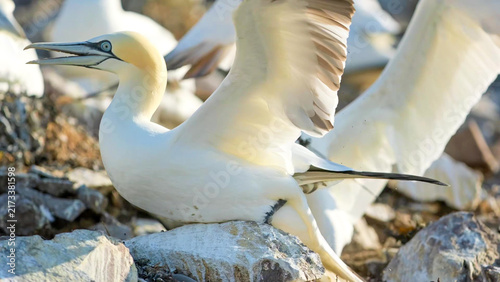 Fotografie Northern Gannet lifting wings on rocky colony ground