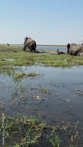 Photography elephants in the river