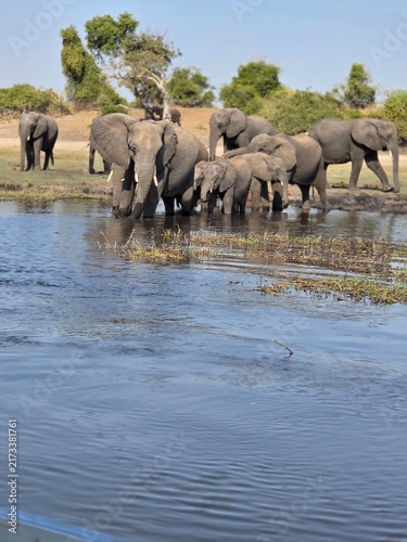 Photography elephants in the water