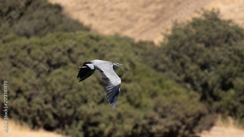Fotografie Grey Heron (Ardea cinerea) Flying Over Polemidia Dam in August, Limassol, Cyprus