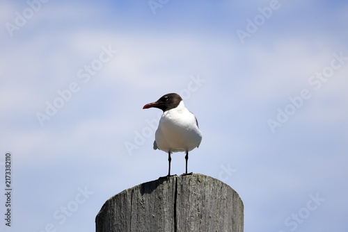 Bild auf Leinwand Black-headed gull perched on a piling in the harbor