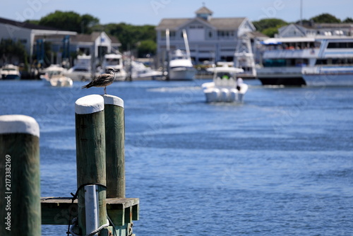 фотографія Herring gull perched on a piling in the harbor before a busy harbor scene
