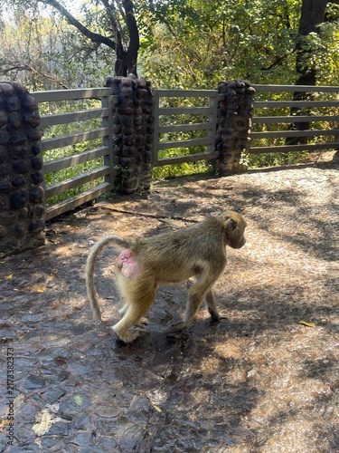 Plakat Baboon walking 