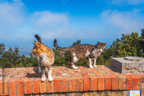 Close-up of Beautiful Cats in Gibilmanna Sanctuary in Cefalù, Palermo, Sicily, Italy, Europe